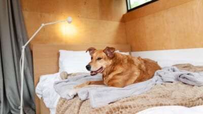 Ensure Your Pet’s Safety with Pet Monitoring Solutions for RVs