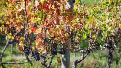 RV Adventures During Harvest Season